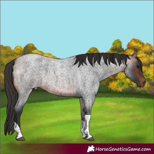Horse Color:Bay Roan Tobiano