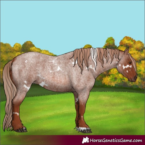 Horse Color:White Spotted Red Roan