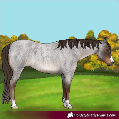 Horse Color:Liver Red Roan