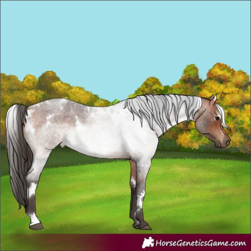 Horse Color:White Spotted Bay Roan