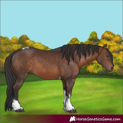 Horse Color:Brown Sabino Tobiano