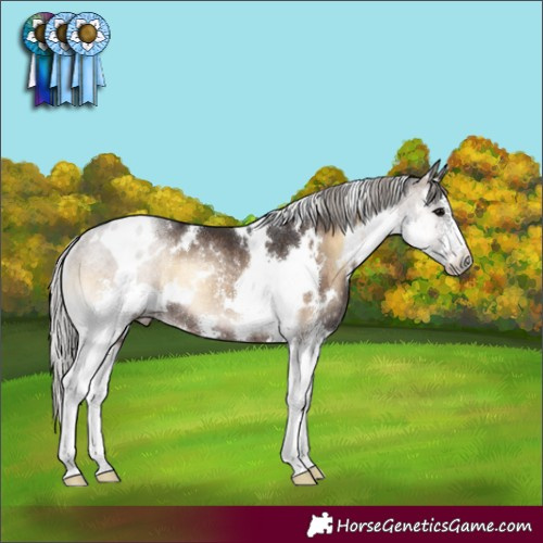 Horse Color:White Spotted Silver Brown Onyx Sabino Rabicano 