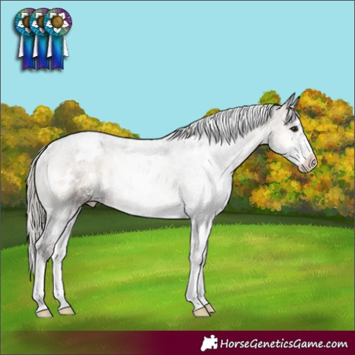 Horse Color:White Spotted Silver Brown Onyx Sabino Rabicano 