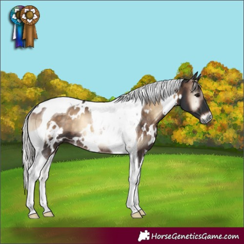 Horse Color:White Spotted Silver Brown Onyx Tobiano Rabicano 