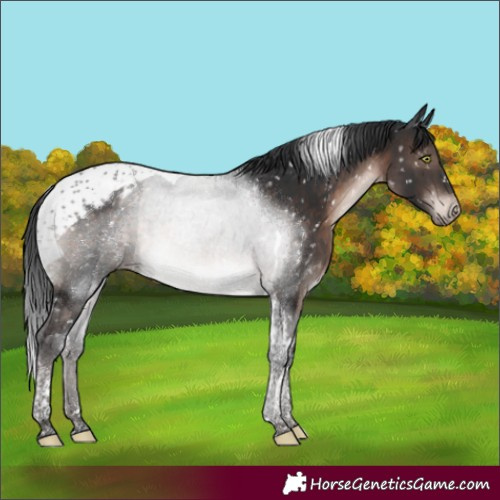 Horse Color:Brown Mushroom Tobiano Appaloosa Rabicano 