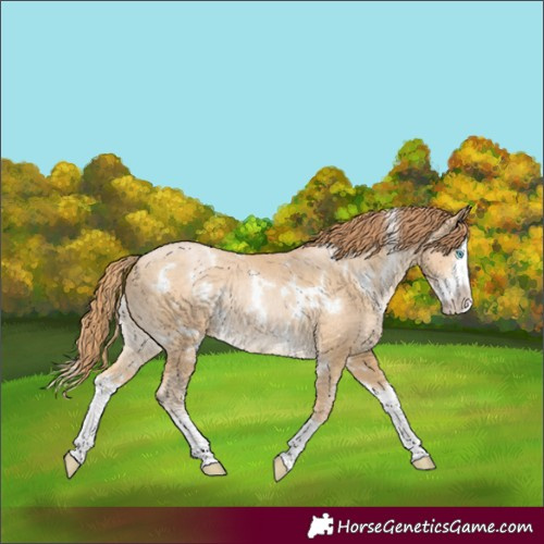 Horse Color:White Spotted Buckskin Snowdrop Splash