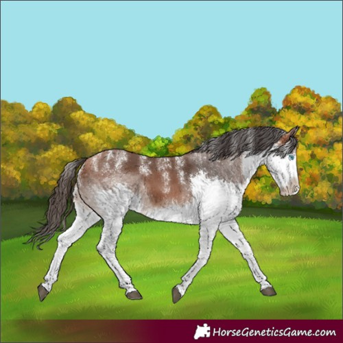 Horse Color:Powder White Bay Splash 