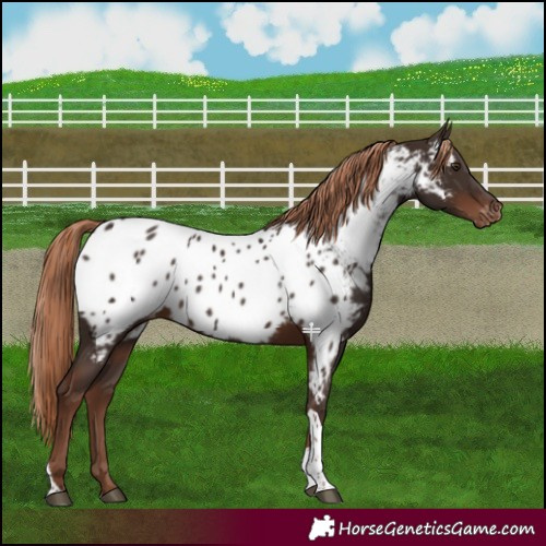 Horse Color:Liver Chestnut Tobiano Near Leopard 