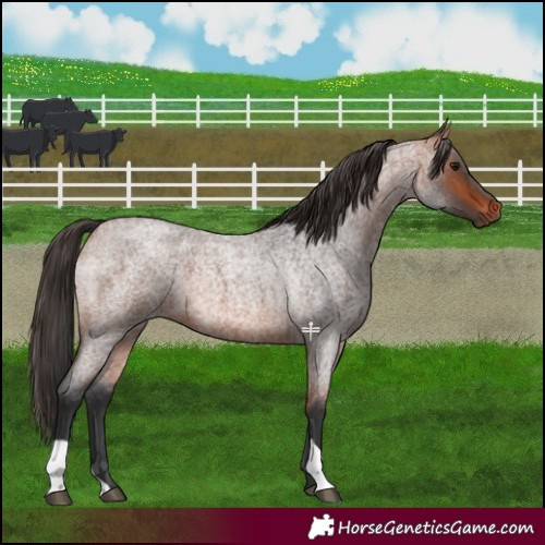 Horse Color:Bay Roan