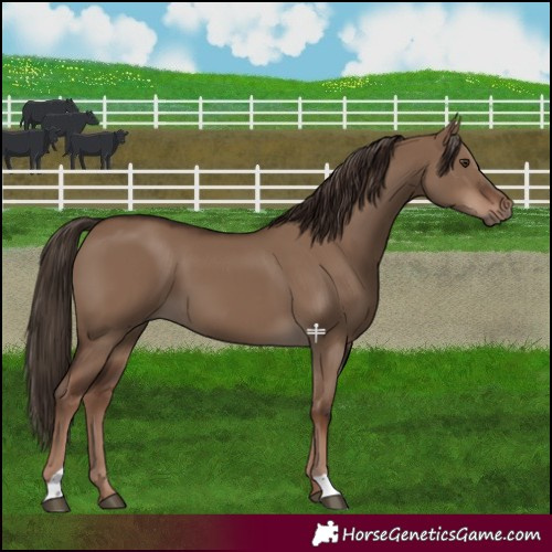 Horse Color:Liver Red Dun