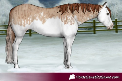 Horse Color:Red Dun Splash and Red Dun Splash