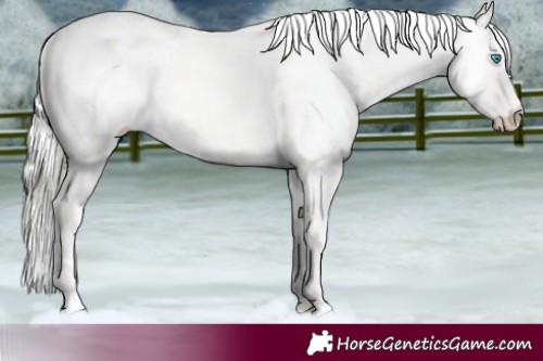 Horse Color:Cremello Dun