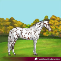 Horse Color:Silver Brown Tobiano Appaloosa