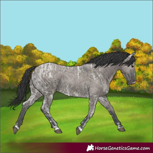 Horse Color:Grullo Ice Rabicano 