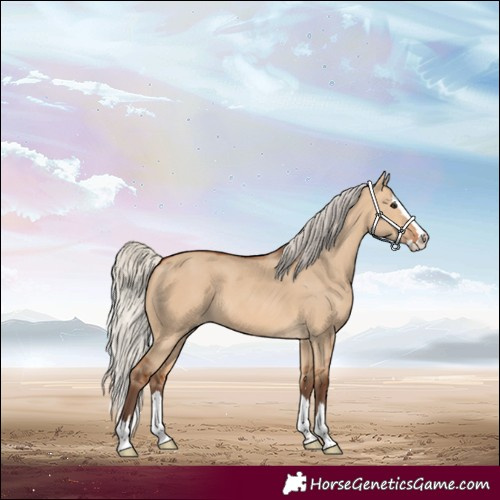 Horse Color:Silver Bay Dun Splash