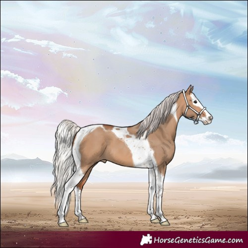 Horse Color:Silver Bay Dun Splash Tobiano