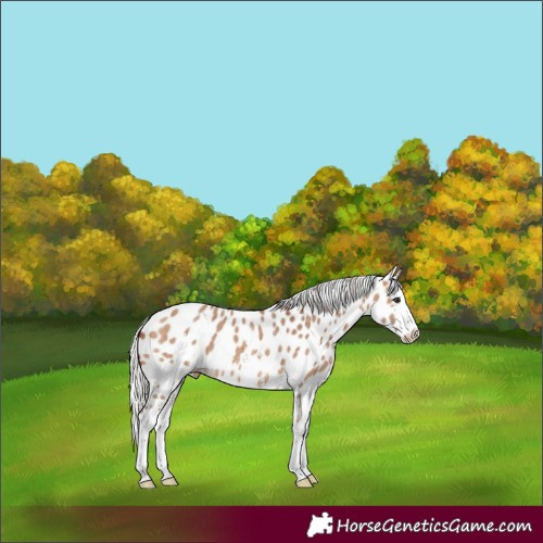 Horse Color:Silver Brown Dun Sabino Splash Appaloosa