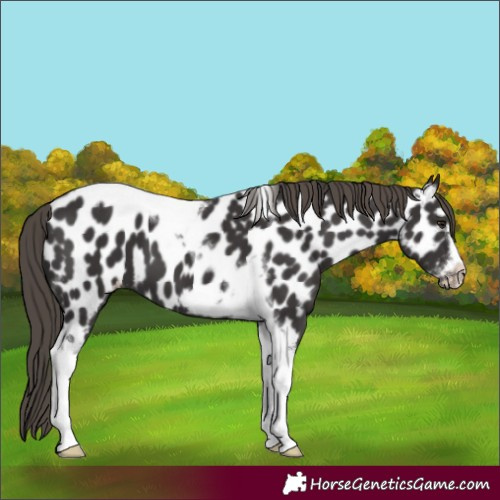 Horse Color:Smoky Black Tobiano Frame Appaloosa