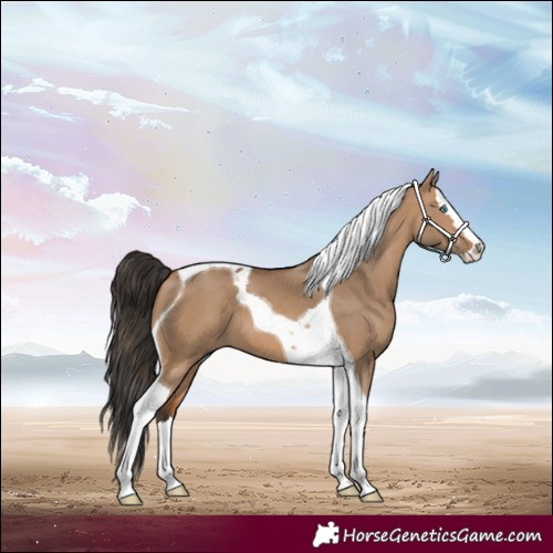 Horse Color:Bay Dun Splash Tobiano