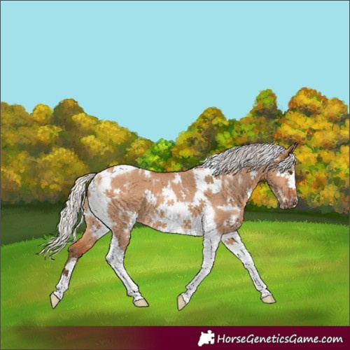 Horse Color:White Spotted Silver Bay Dun Tobiano Frame Rabicano 