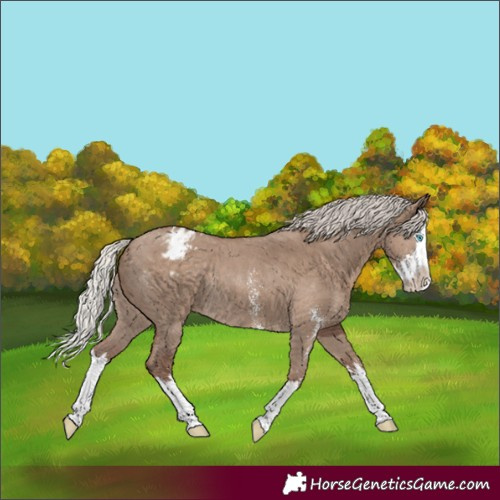 Horse Color:Silver Grullo Sabino Splash Appaloosa Rabicano