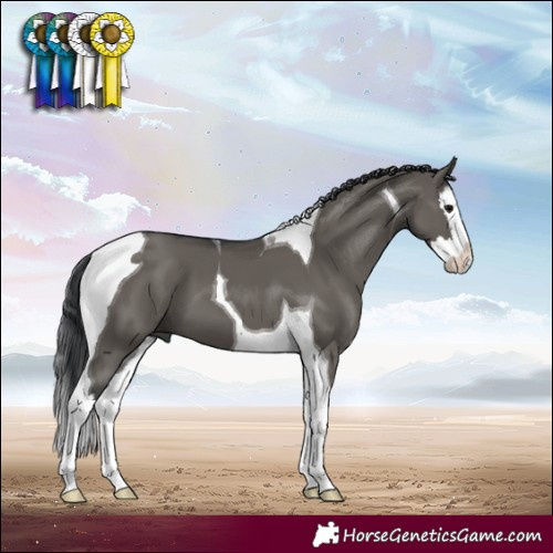 Horse Color:Grullo Splash Tobiano 