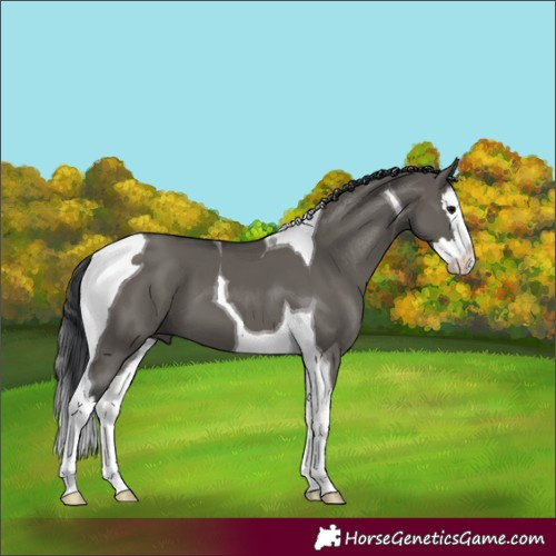 Horse Color:Grullo Splash Tobiano 