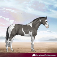 Horse Color:Grullo Splash Tobiano 