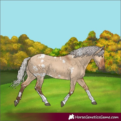 Horse Color:White Spotted Silver Bay Dun Tobiano Rabicano 