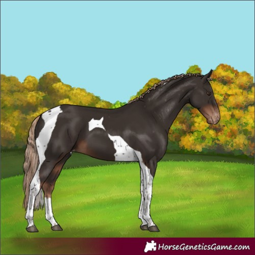 Horse Color:Liver Chestnut Tobiano Appaloosa 