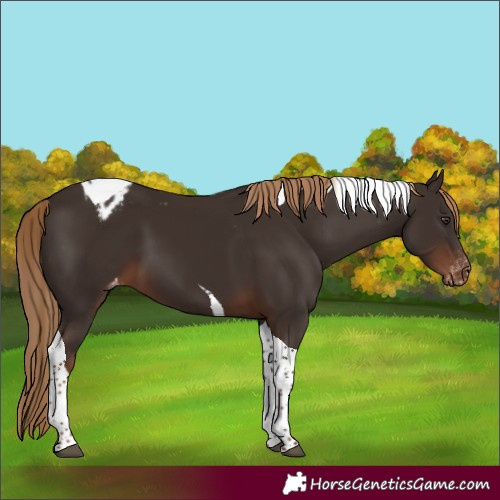 Horse Color:Liver Chestnut Tobiano Appaloosa