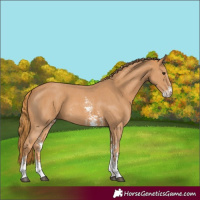 Horse Color:Chestnut Sabino