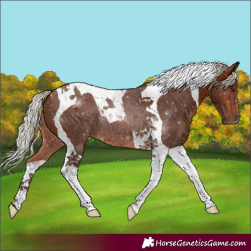 Horse Color:Silver Brown Tobiano