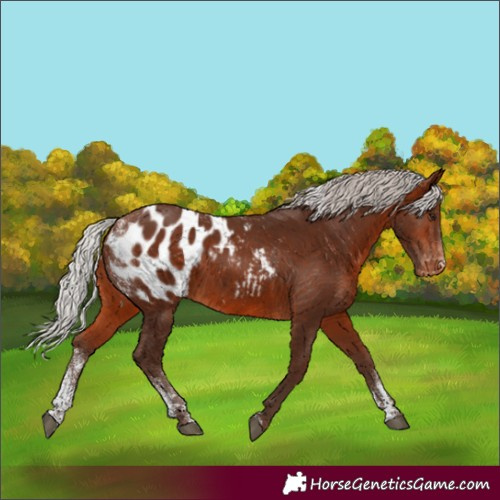 Horse Color:Powder White Silver Bay Appaloosa 