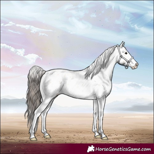 Horse Color:Bay Dun Sabino Splash