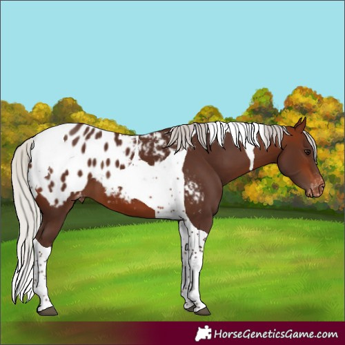 Horse Color:Silver Brown Tobiano Appaloosa 