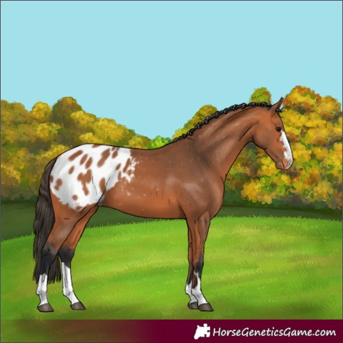 Horse Color:Bay Appaloosa