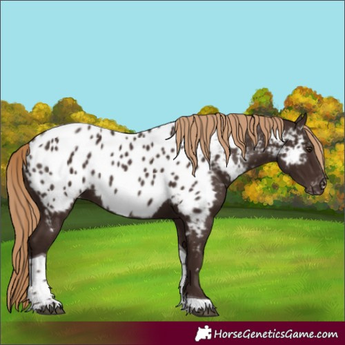 Horse Color:Liver Chestnut Tobiano Near Leopard