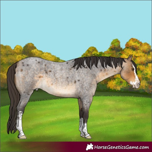 Horse Color:Buckskin Roan Sabino Splash