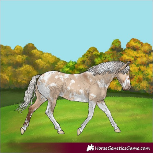Horse Color:White Spotted Silver Bay Dun Tobiano Frame Rabicano 