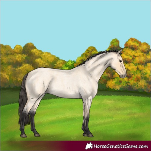 Horse Color:Buckskin Roan 