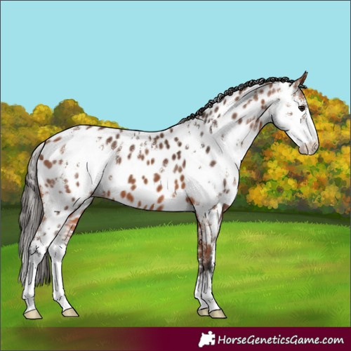 Horse Color:Bay Sabino Appaloosa