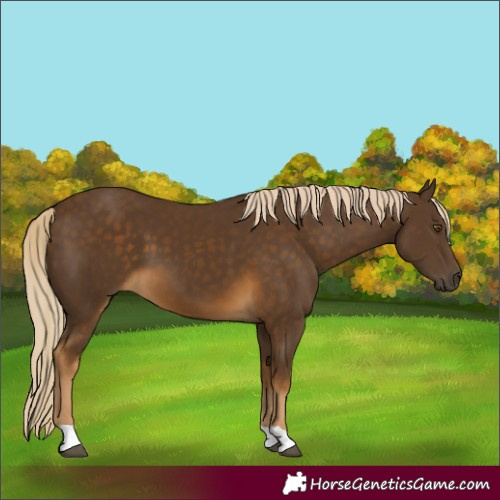 Horse Color:Chocolate Palomino 