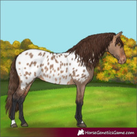 Horse Color:Bay Dun Near Leopard