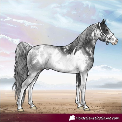 Horse Color:White Spotted Black Sabino Rabicano 