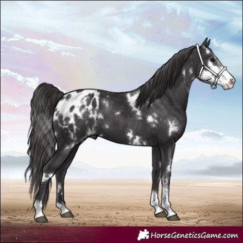Horse Color:White Spotted Smoky Black Sabino Appaloosa 