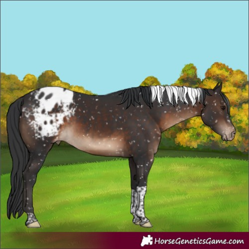 Horse Color:Brown Tobiano Appaloosa