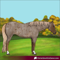 Horse Color:Chocolate Palomino Roan