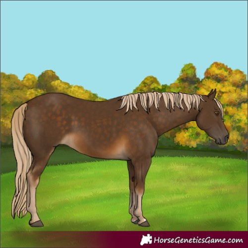 Horse Color:Chocolate Palomino