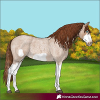 Horse Color:Red Dun Roan Splash Frame Rabicano